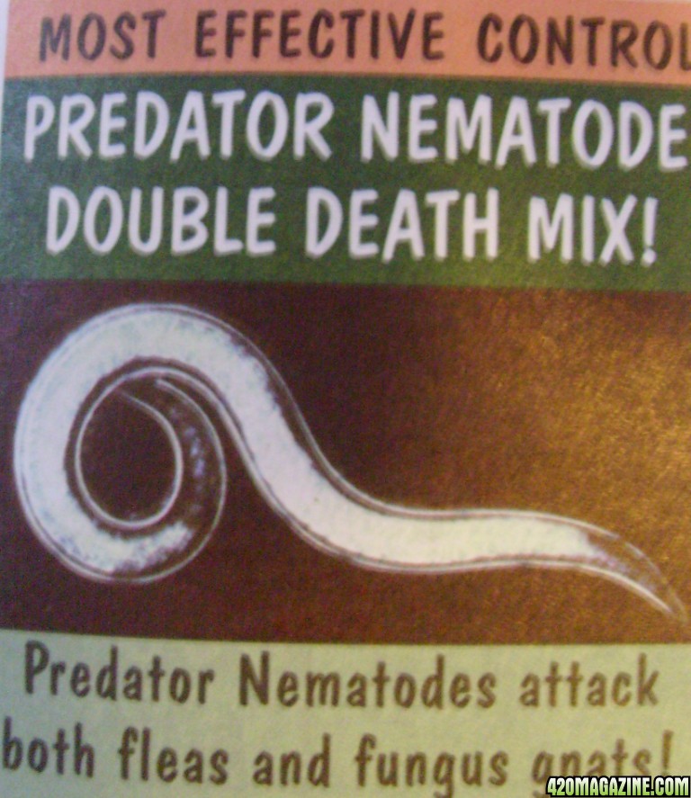 flea and fungas knat nematode