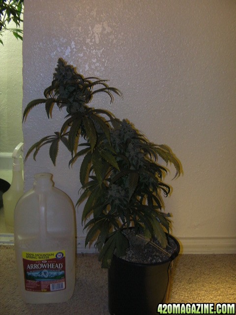 FLO supercropped in a 1/2 gal pot in FFOF