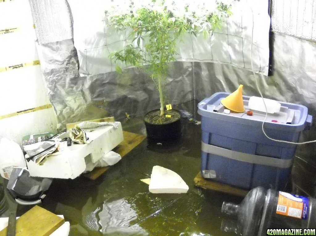 Flooded grow room