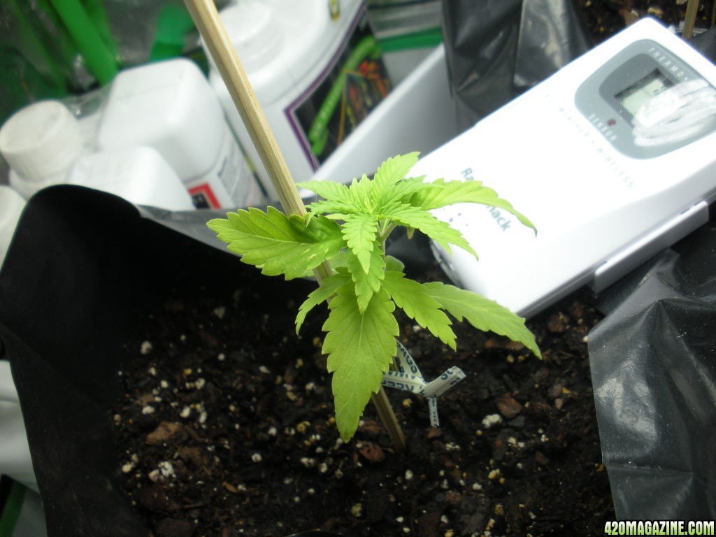 floridasunset grow Plant #1