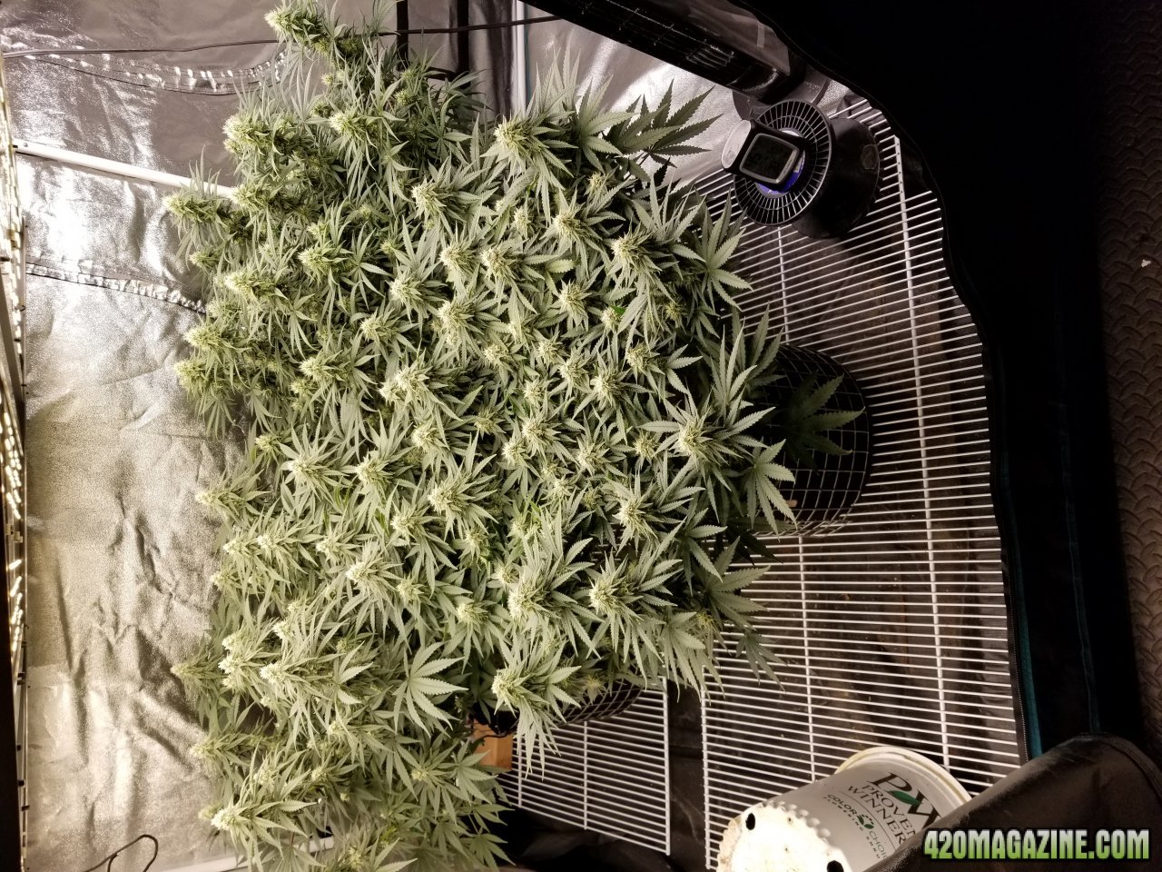 Flower 28 days.jpg