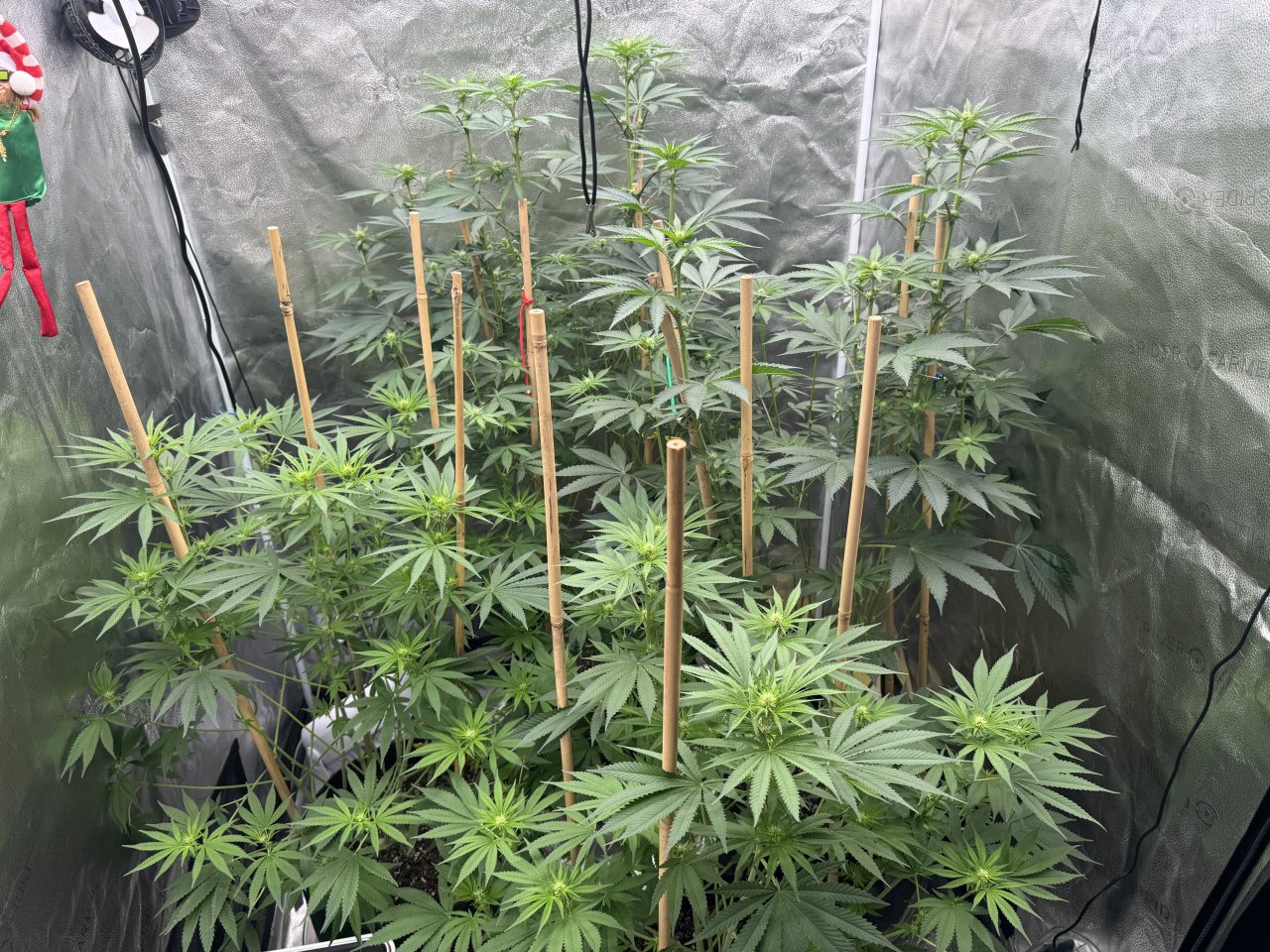 Flower D18 - Final Defoliation