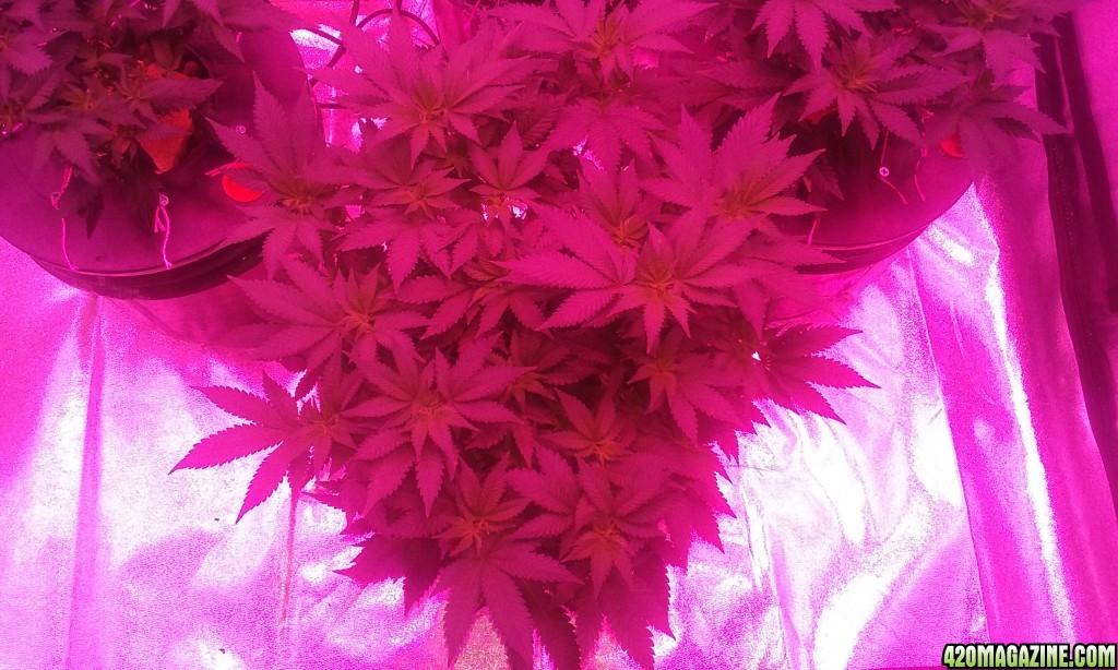 Flower day 1