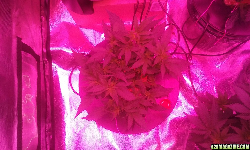 Flower day 1