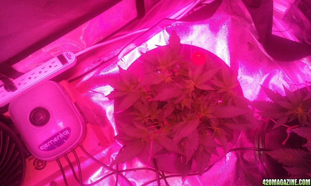 Flower day 1