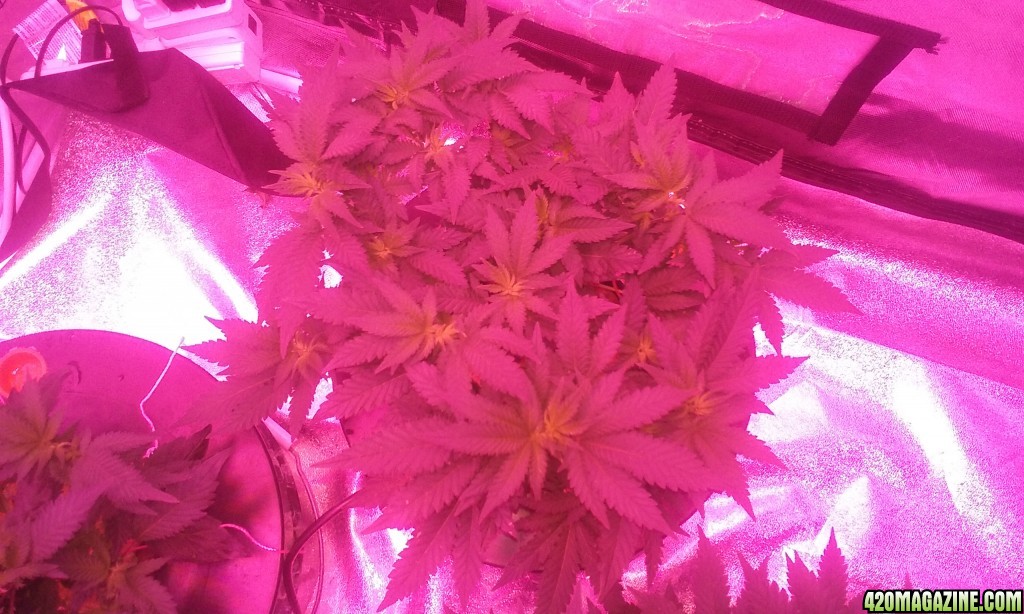 Flower day 1