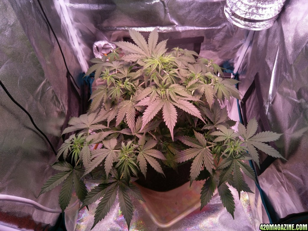 Flower - Day 10 (day 38)