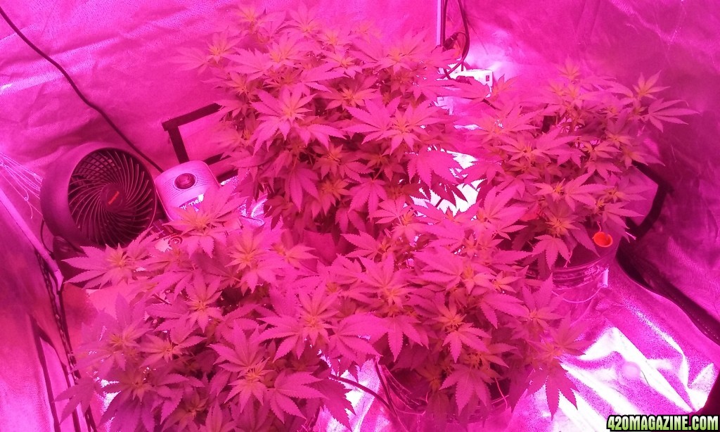 Flower day 10