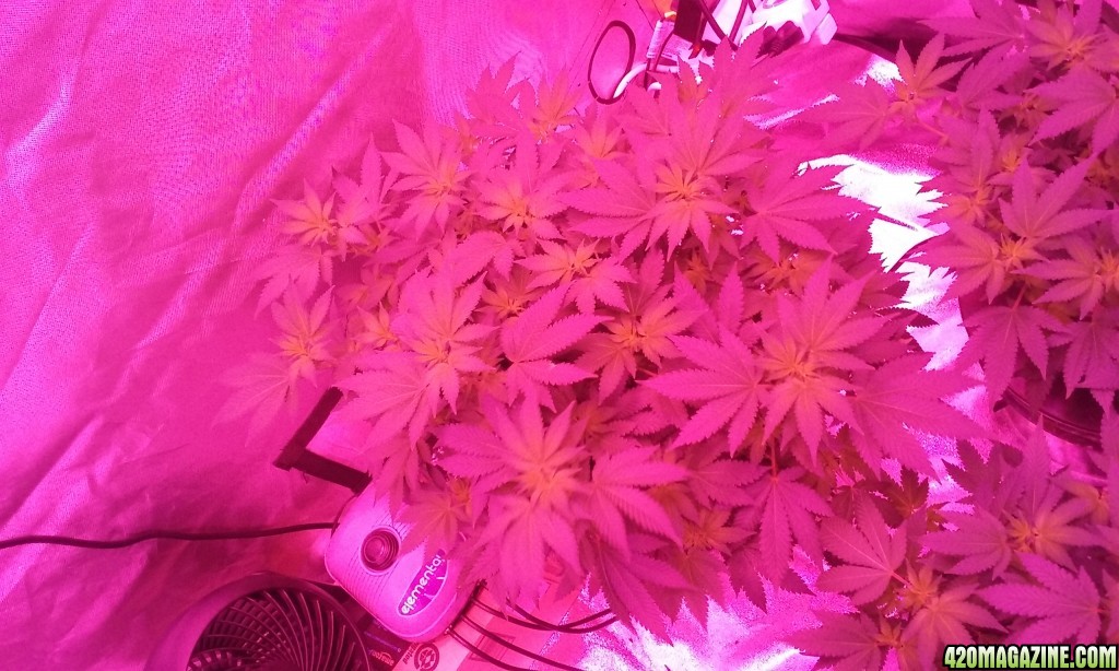 Flower day 10