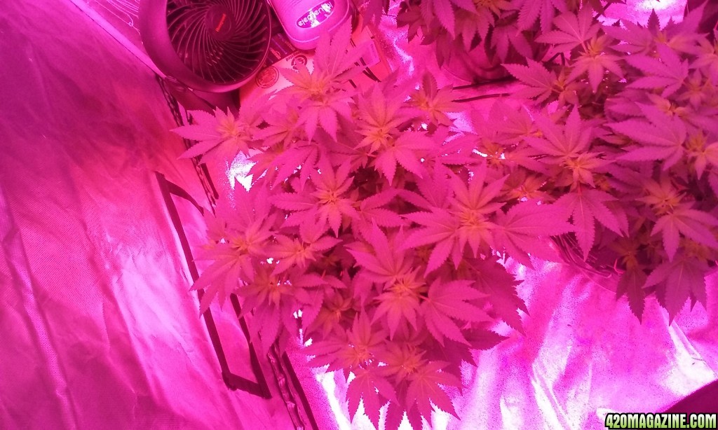 Flower day 10