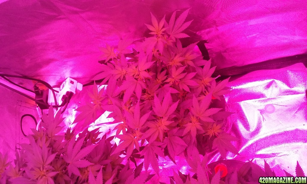 Flower day 10