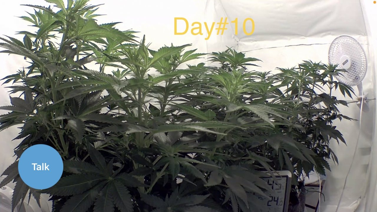 Flower day #10