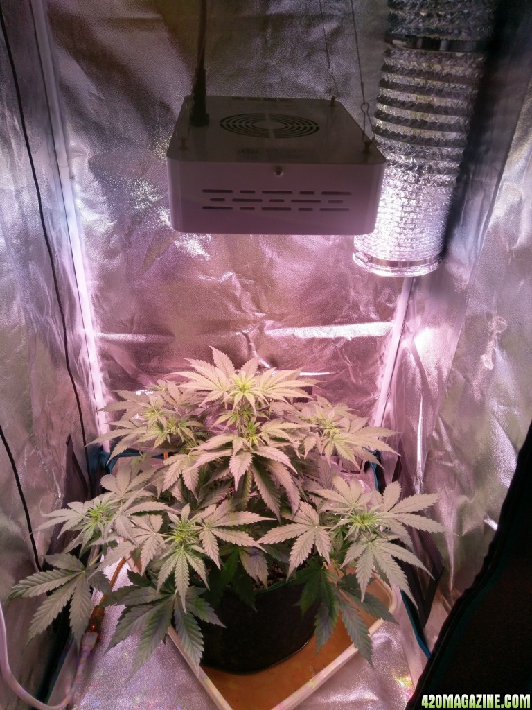 Flower - Day 11 (day 39)