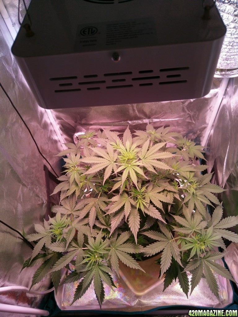 Flower - Day 12 (day 40)