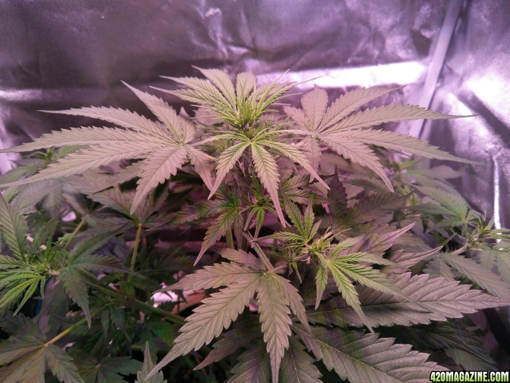 Flower - Day 12 (day 40)