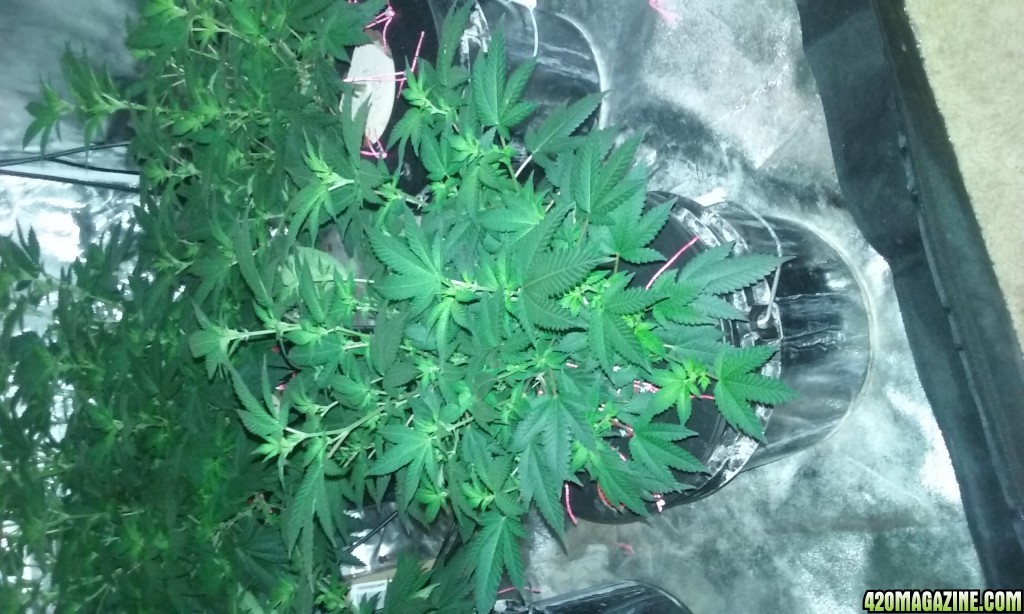 Flower day 12