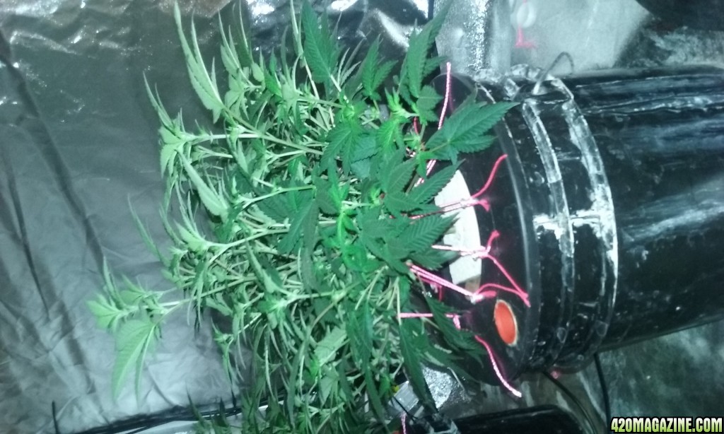 Flower day 12