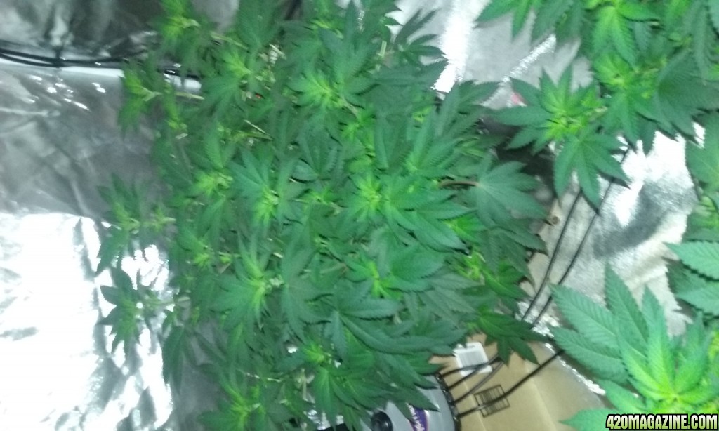 Flower day 12