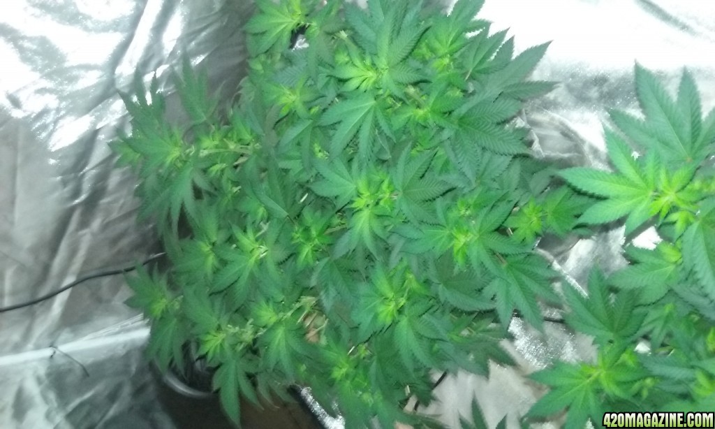 Flower day 12