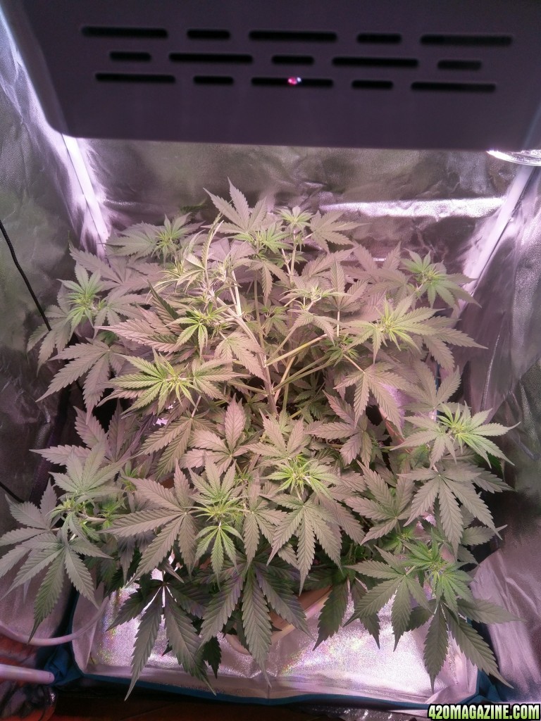 Flower - Day 14 (day 42)