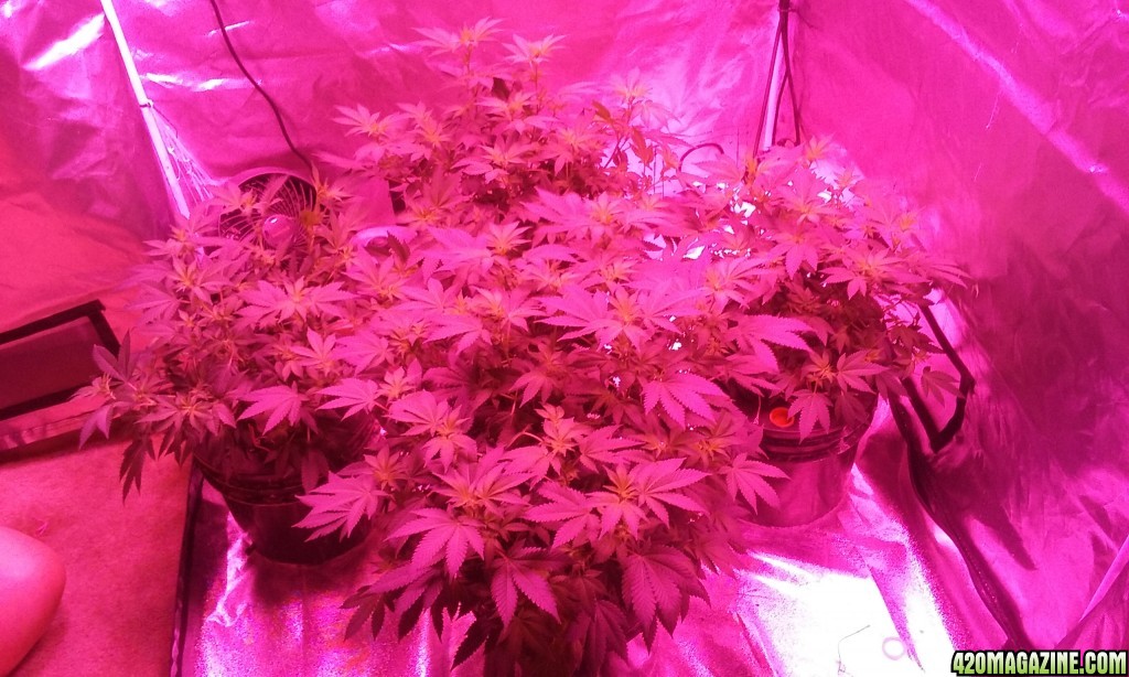 Flower day 14