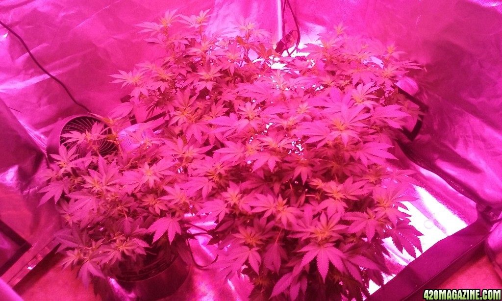 Flower day 14