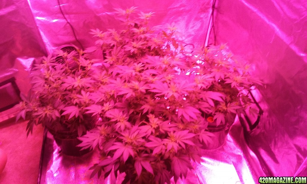 Flower day 14