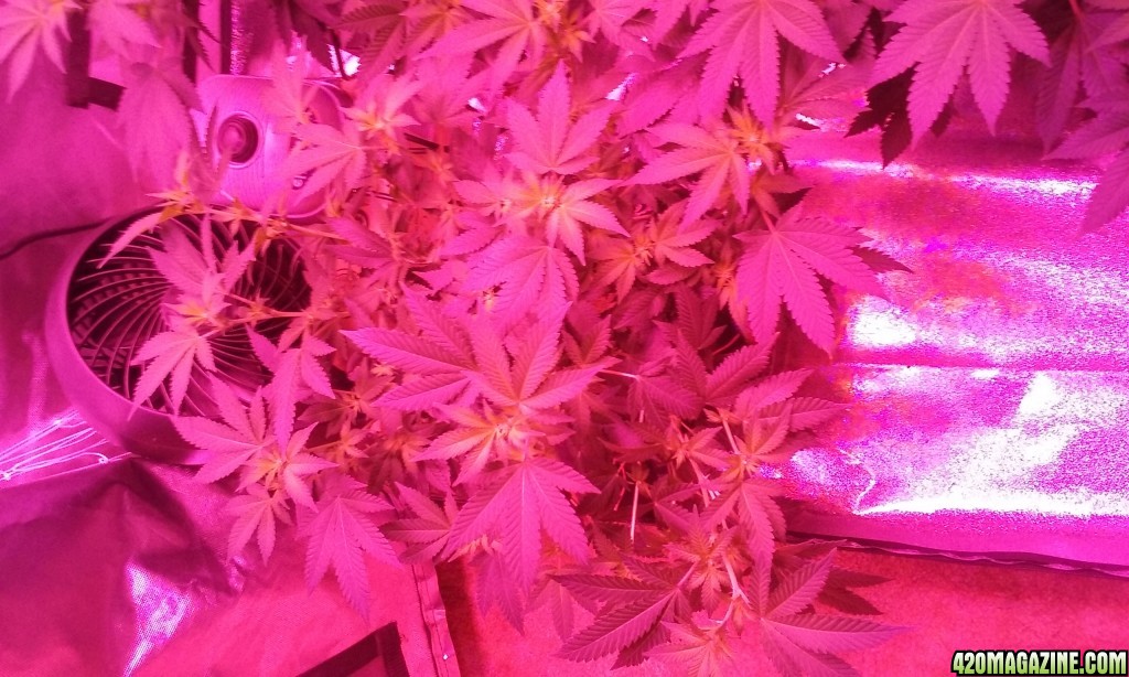 Flower day 14