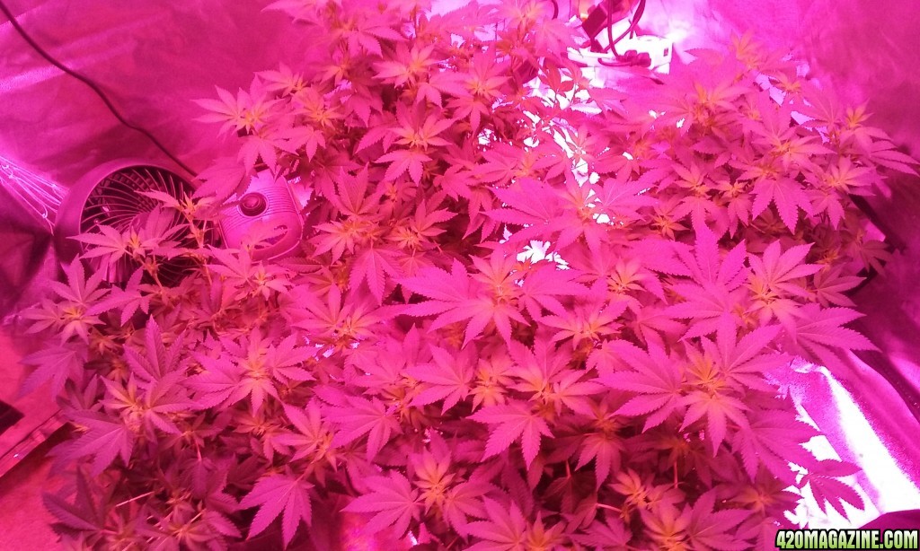 Flower day 14