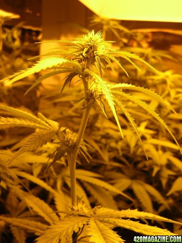 Flower Day #15