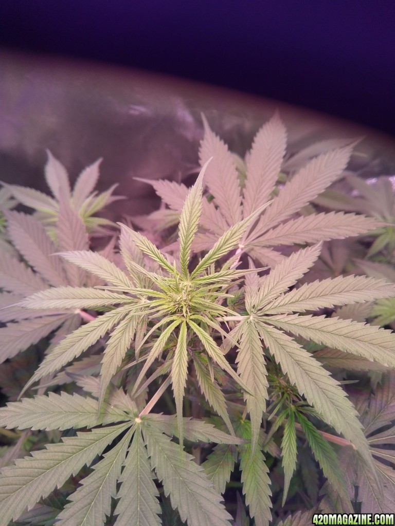 Flower - Day 16 (day 44)