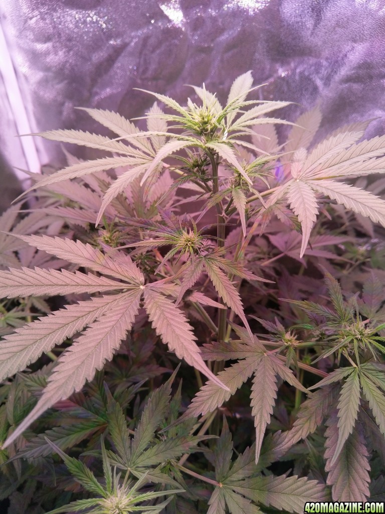 Flower - Day 18 (day 46)