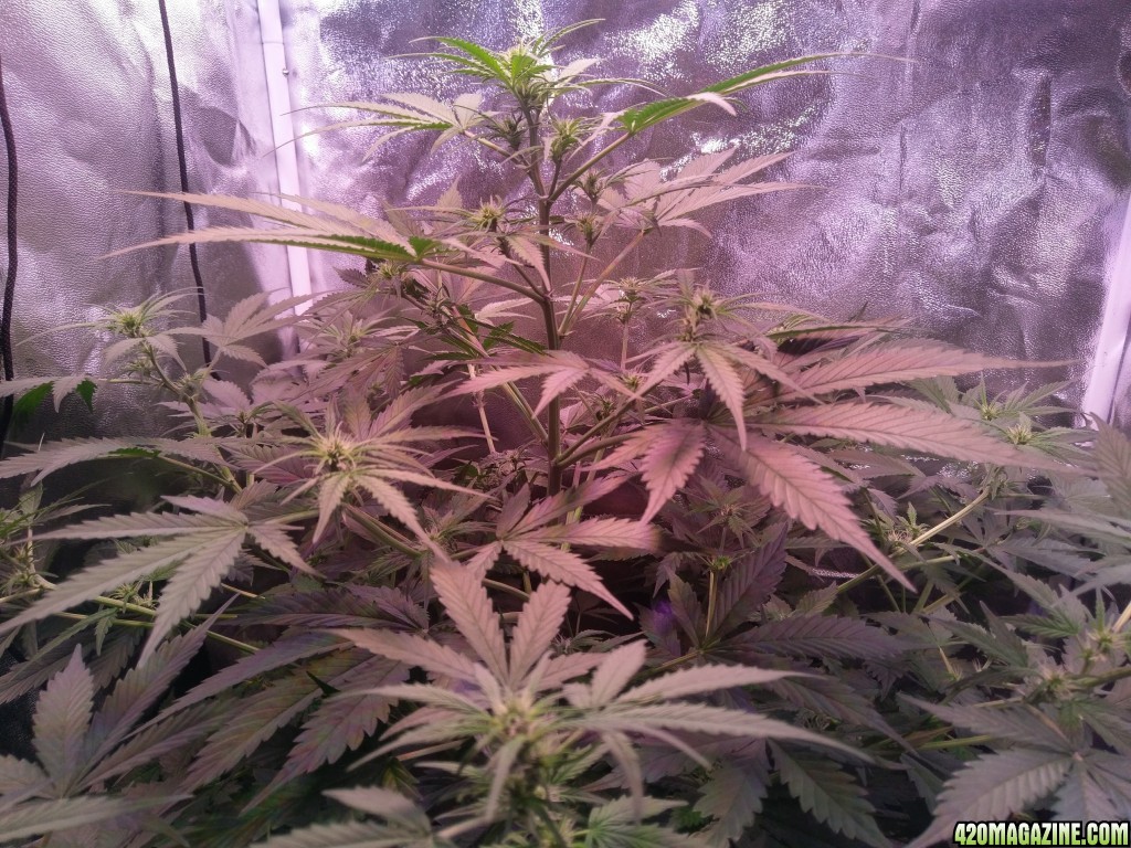 Flower - Day 18 (day 46)