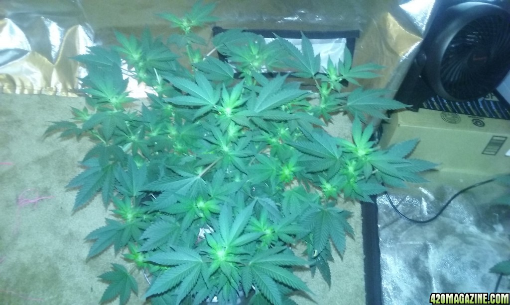 Flower day 18