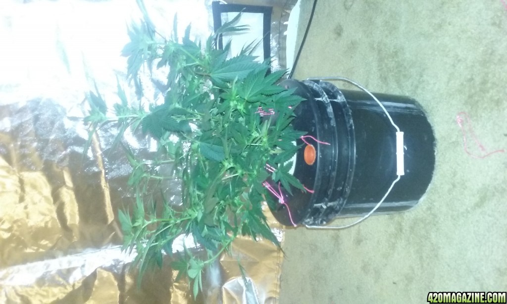 Flower day 18