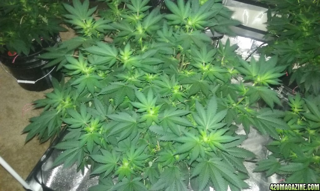 Flower day 18