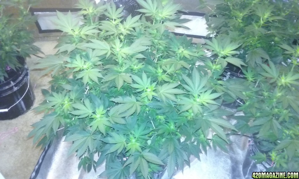 Flower day 18