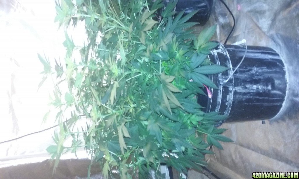 Flower day 18