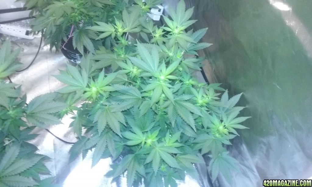 Flower day 18