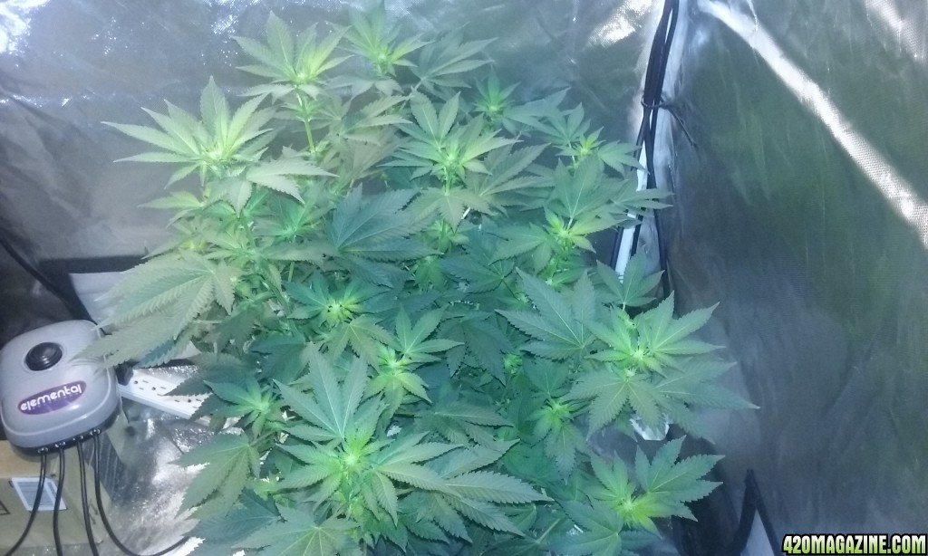 Flower day 18