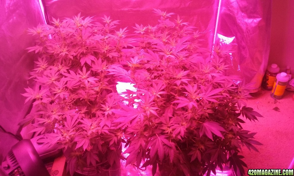 Flower day 18