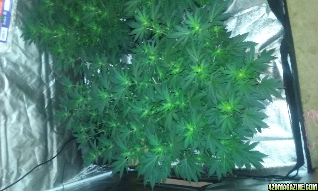 Flower day 19