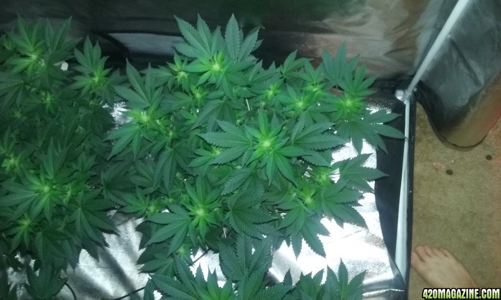 Flower day 19