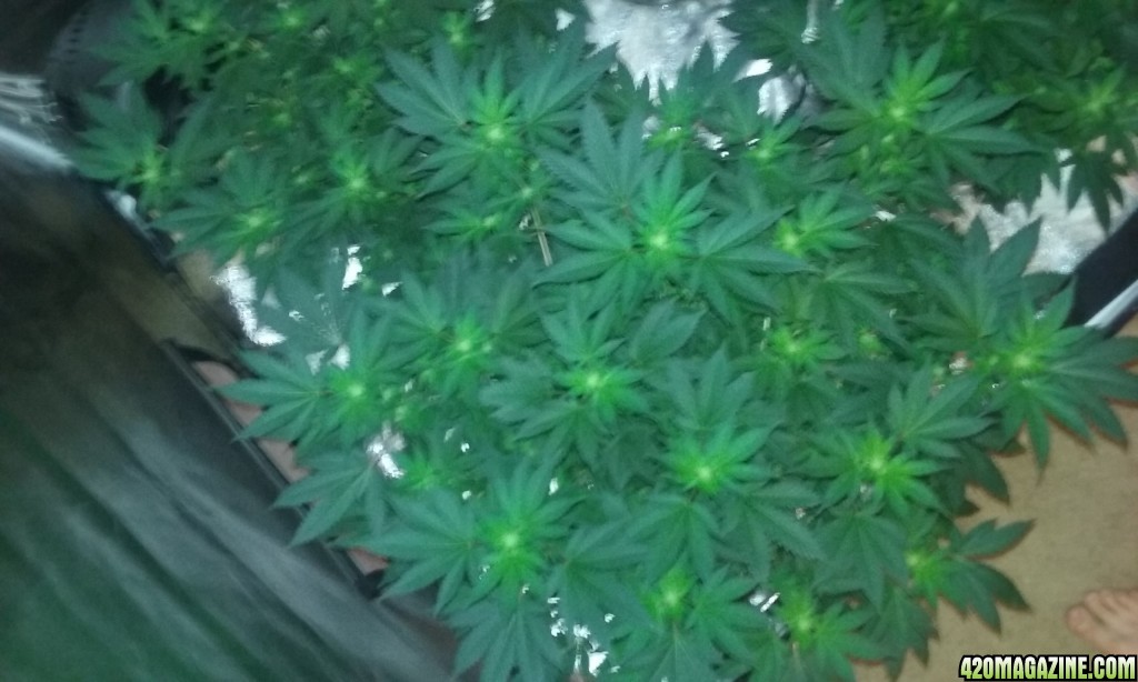 Flower day 19