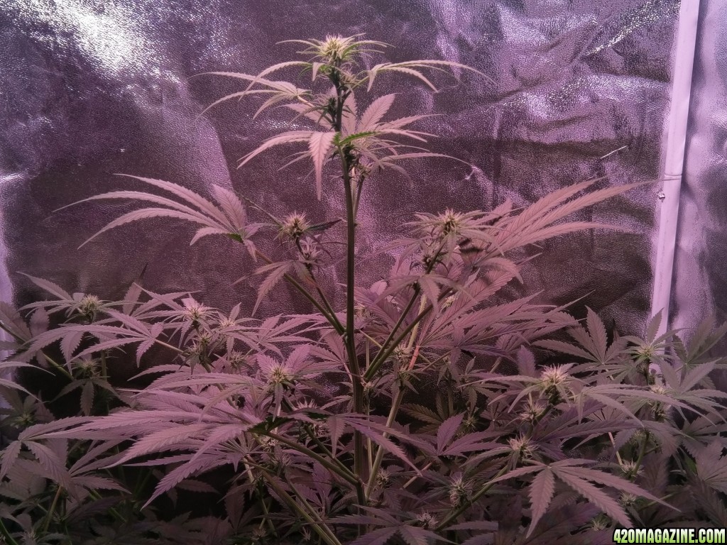 Flower - Day 22 (day 50)