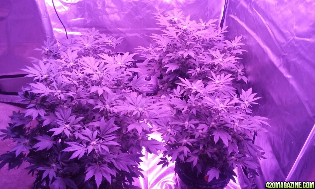 Flower day 24