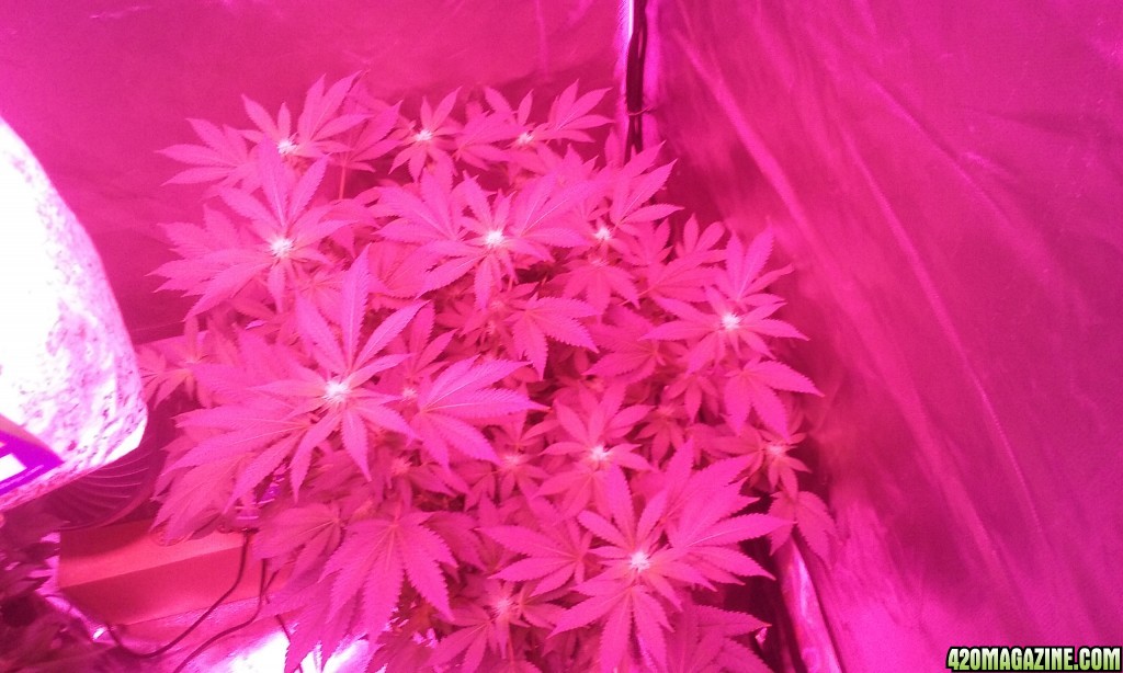 Flower day 24