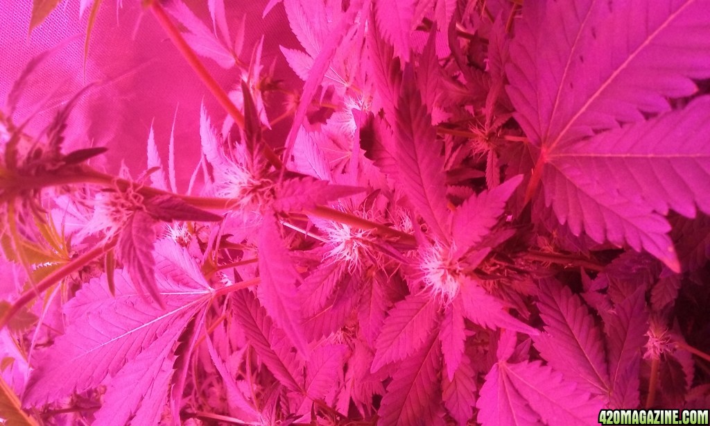 Flower day 24