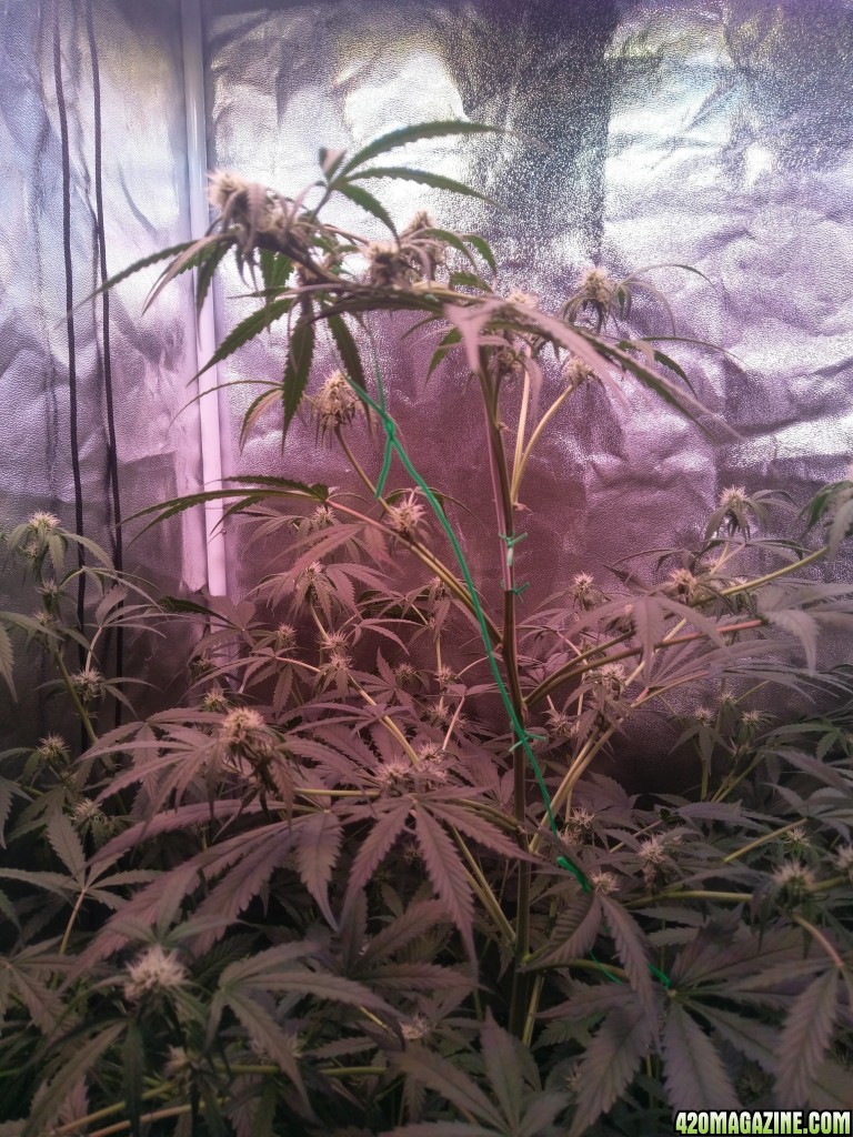 Flower - Day 25 (day 53)