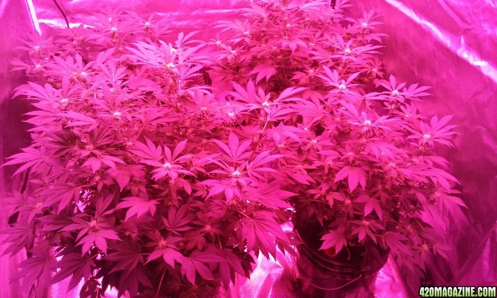 Flower day 25